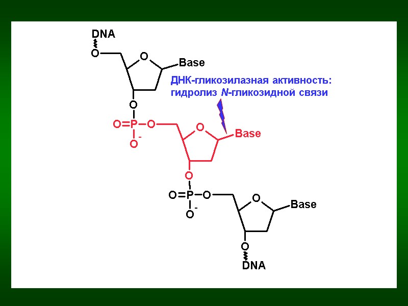 ДНК-гликозилазная активность: гидролиз N-гликозидной связи